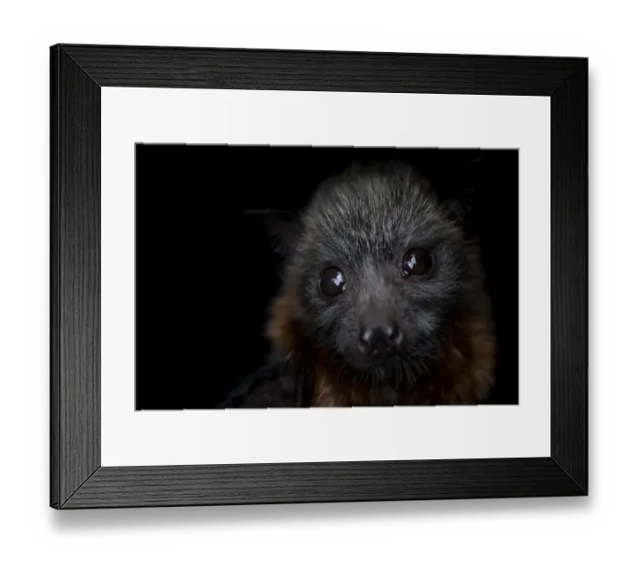 Framed Print : Portrait of a female rescued Grey-headed flying-fox (Pteropus poliocephalus) pup Framed Print : Portrait of a female rescued Grey-headed flying-fox (Pteropus poliocephalus) pup