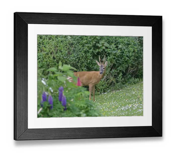 Framed Print : Roe deer (Capreolus capreolus) buck with well developed horns standing on garden lawn Framed Print : Roe deer (Capreolus capreolus) buck with well developed horns standing on garden lawn