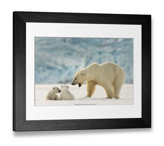 Framed Print : Polar bear (Ursus maritimus) female with two cubs, Svalbard, Norway Framed Print : Polar bear (Ursus maritimus) female with two cubs, Svalbard, Norway