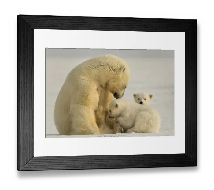 Framed Print : Polar bear (Ursus maritimus) female with two cubs, Svalbard, Norway Framed Print : Polar bear (Ursus maritimus) female with two cubs, Svalbard, Norway