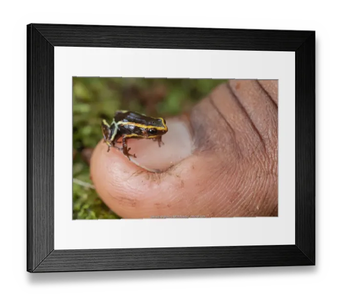 Framed Print : Monte Iberia eleuth (Eleutherodactylus iberia), on human fingernail