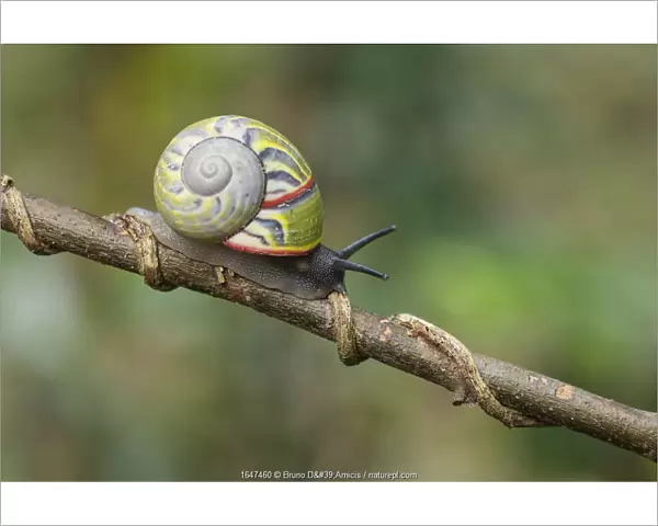 Cuban tree snail ( Polymita sulphurosa) collected near Moa, Cuba, Endangered