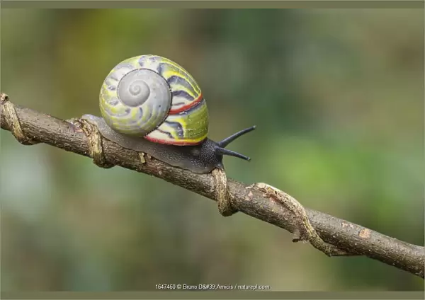 Cuban tree snail ( Polymita sulphurosa) collected near Moa, Cuba, Endangered