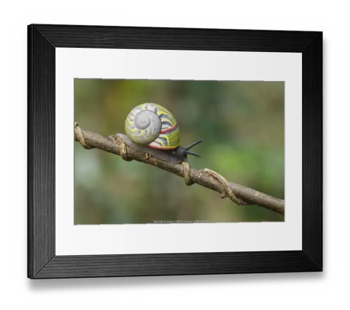 Framed Print : Cuban tree snail ( Polymita sulphurosa) collected near Moa, Cuba, Endangered Framed Print : Cuban tree snail ( Polymita sulphurosa) collected near Moa, Cuba, Endangered