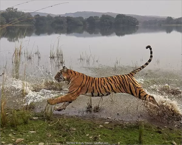 Bengal tiger (Panthera tigris) tigress Arrowhead running through water