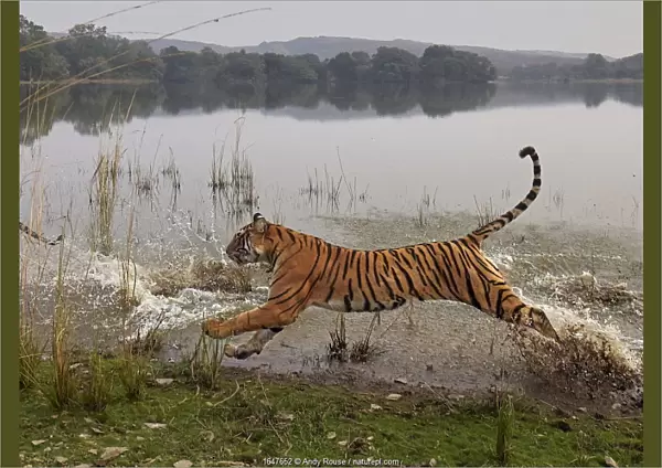 Bengal tiger (Panthera tigris) tigress Arrowhead running through water