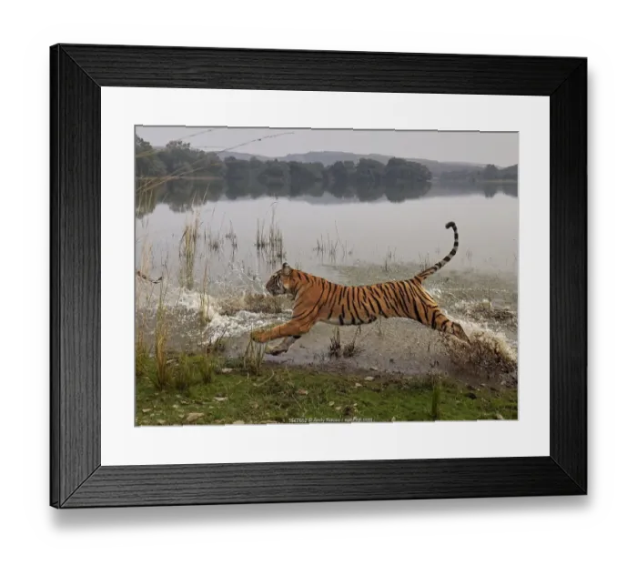 Framed Print : Bengal tiger (Panthera tigris) tigress Arrowhead running through water Framed Print : Bengal tiger (Panthera tigris) tigress Arrowhead running through water