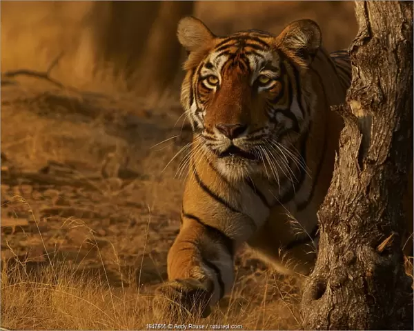 Bengal tiger (Panthera tigris) tigress Arrowhead stalking, Ranthambhore, India