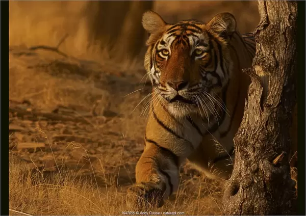 Bengal tiger (Panthera tigris) tigress Arrowhead stalking, Ranthambhore, India