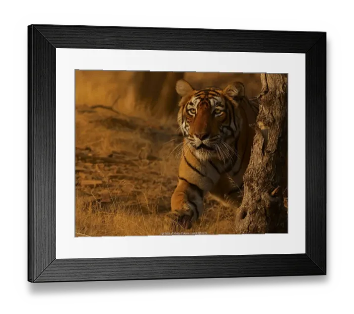 Framed Print : Bengal tiger (Panthera tigris) tigress Arrowhead stalking, Ranthambhore, India Framed Print : Bengal tiger (Panthera tigris) tigress Arrowhead stalking, Ranthambhore, India