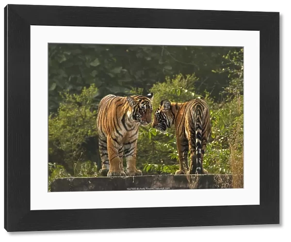 RF - Bengal tiger (Panthera tigris) cubs age 10 months, Ranthambhore