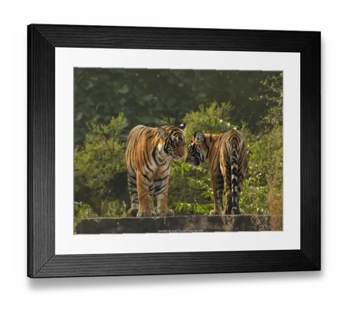 Framed Print : RF - Bengal tiger (Panthera tigris) cubs age 10 months, Ranthambhore Framed Print : RF - Bengal tiger (Panthera tigris) cubs age 10 months, Ranthambhore