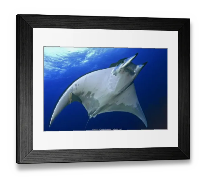 Framed Print : Horned ray (Mobula tarapacana) El Hierro, Canary Islands Framed Print : Horned ray (Mobula tarapacana) El Hierro, Canary Islands