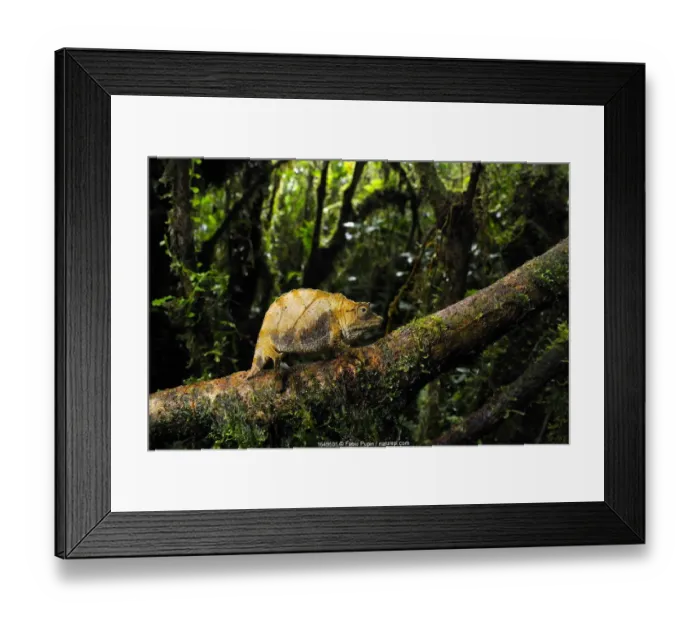 Framed Print : Dwarf forest chameleon (Rhampholeon boulengeri), Nyungwe Forest National Park, Rwanda Framed Print : Dwarf forest chameleon (Rhampholeon boulengeri), Nyungwe Forest National Park, Rwanda