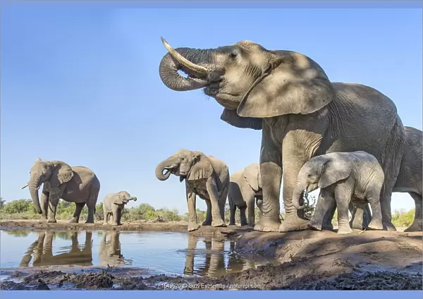 African elephant (Loxodonta africana) herd drinking at a waterhole
