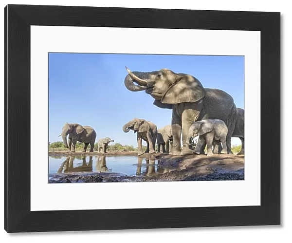 African elephant (Loxodonta africana) herd drinking at a waterhole