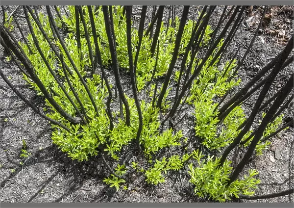 Severely burnt shrubs re-sprouting from lignotubers shortly after bushfire