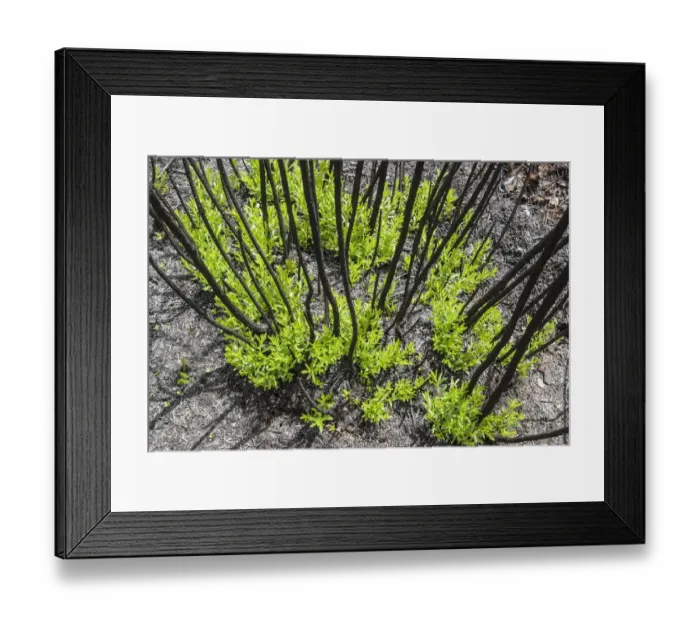 Framed Print : Severely burnt shrubs re-sprouting from lignotubers shortly after bushfire Framed Print : Severely burnt shrubs re-sprouting from lignotubers shortly after bushfire