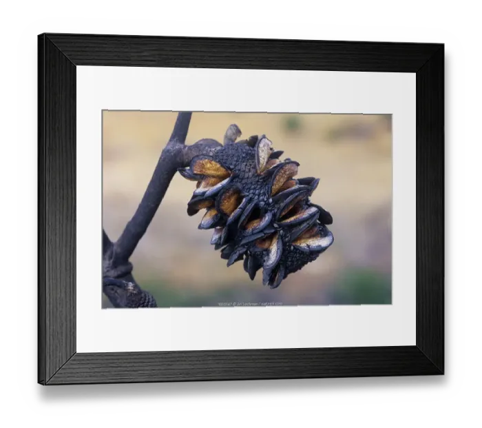 Framed Print : Red lantern banksia (Banksia caleyi), a pyrophile which opens its cones to release seeds Framed Print : Red lantern banksia (Banksia caleyi), a pyrophile which opens its cones to release seeds