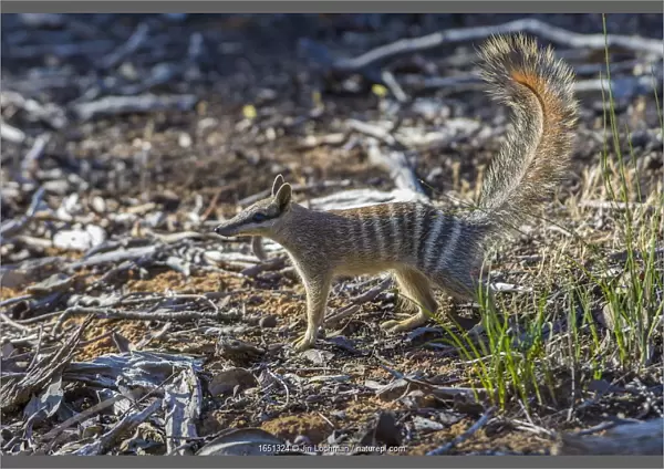 Numbat (Myrmecobius fasciatus) Wheatbelt Region, Western Australia