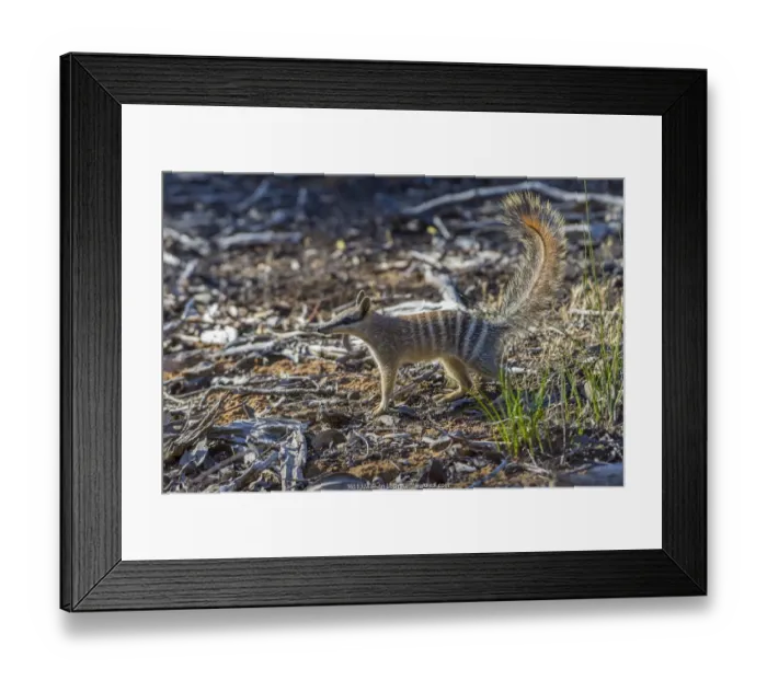Framed Print : Numbat (Myrmecobius fasciatus) Wheatbelt Region, Western Australia Framed Print : Numbat (Myrmecobius fasciatus) Wheatbelt Region, Western Australia