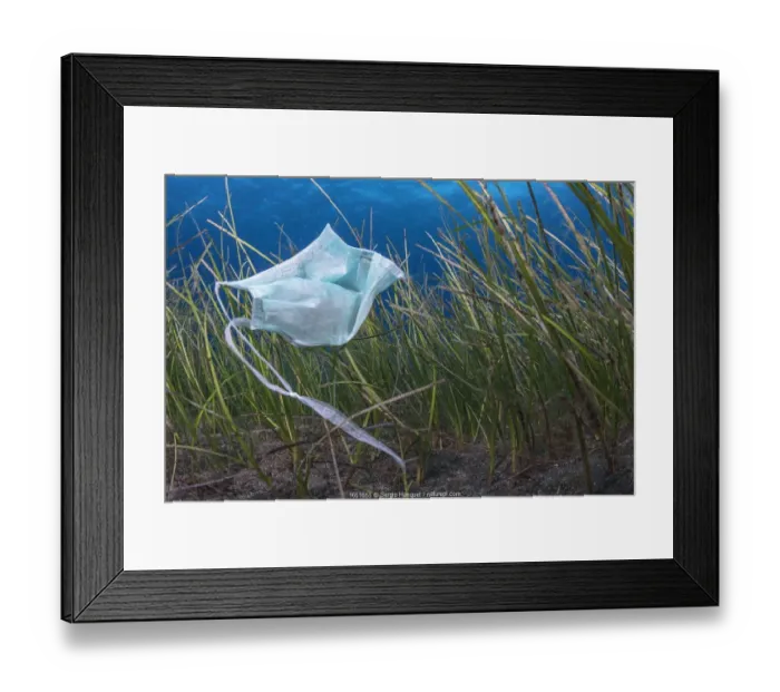 Framed Print : Face mask, used as PPE during Covid-19, improperly disposed of in the sea, Tenerife Framed Print : Face mask, used as PPE during Covid-19, improperly disposed of in the sea, Tenerife