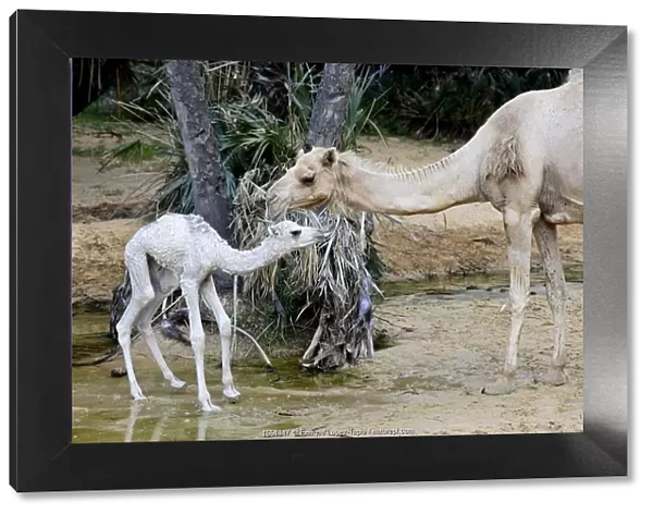 Dromedary camel (Camelus dromedarius) and calf at water
