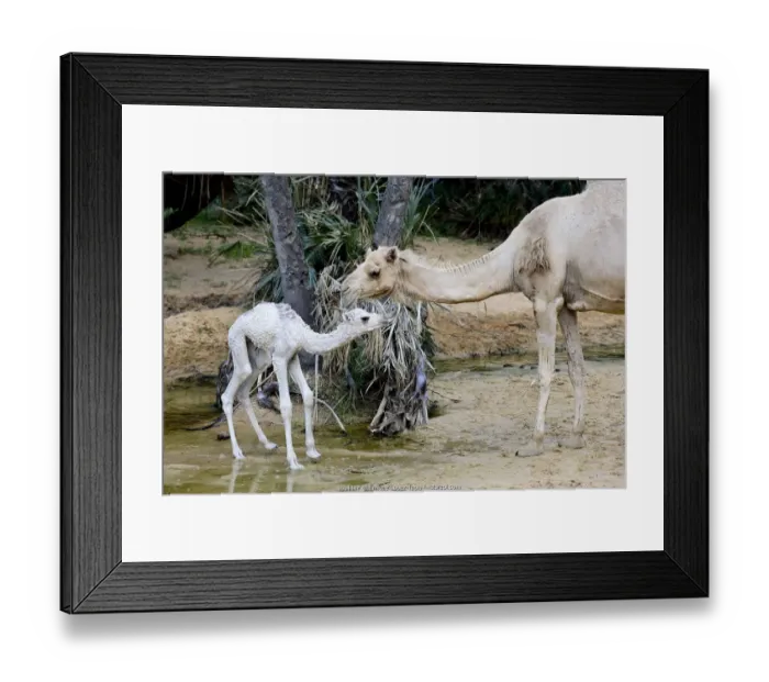 Framed Print : Dromedary camel (Camelus dromedarius) and calf at water Framed Print : Dromedary camel (Camelus dromedarius) and calf at water