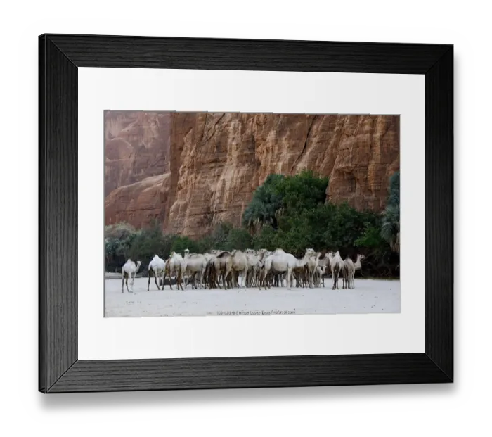 Framed Print : Dromedary camel (Camelus dromedarius) herd in a gorge with water on the Ennedi plateau Framed Print : Dromedary camel (Camelus dromedarius) herd in a gorge with water on the Ennedi plateau