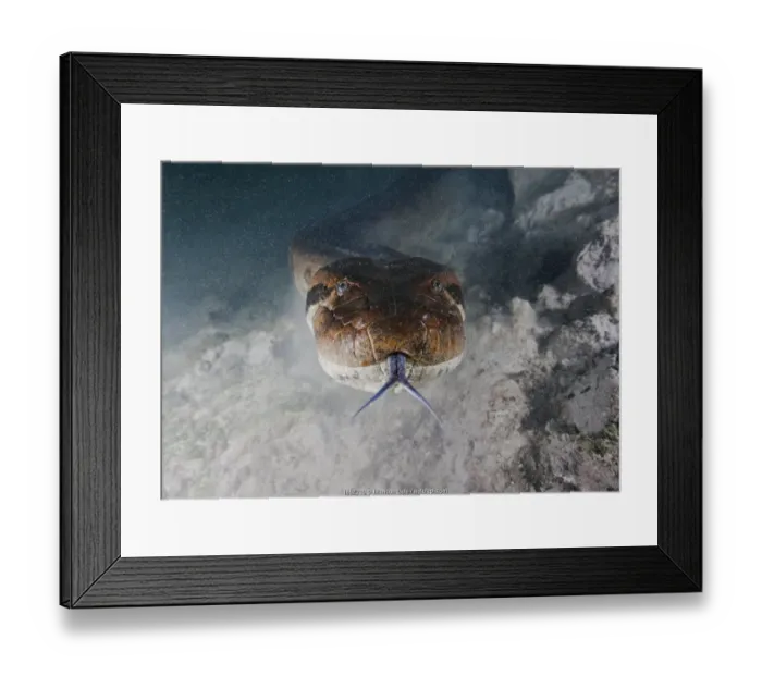 Framed Print : Green anaconda (Eunectes murinus) swimming underwater in river. Brazil, South America Framed Print : Green anaconda (Eunectes murinus) swimming underwater in river. Brazil, South America