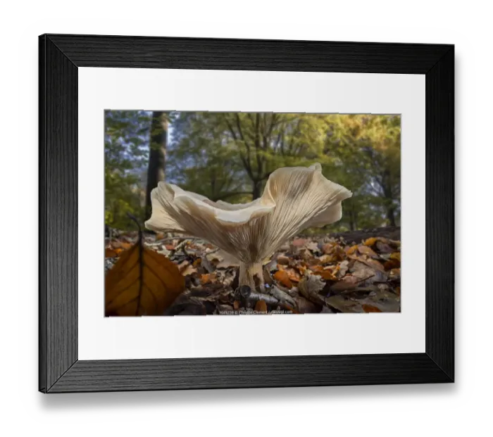 Framed Print : Fleecy milk-cap fungus (Lactifluus / Lactarius vellereus Framed Print : Fleecy milk-cap fungus (Lactifluus / Lactarius vellereus