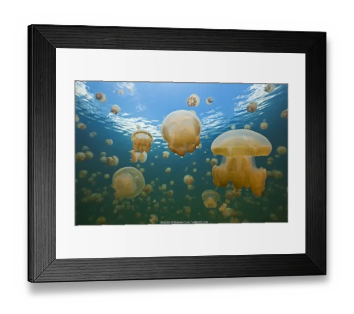 Framed Print : Golden jellyfish (Mastigias papua), Jellyfish Lake, Palau Framed Print : Golden jellyfish (Mastigias papua), Jellyfish Lake, Palau