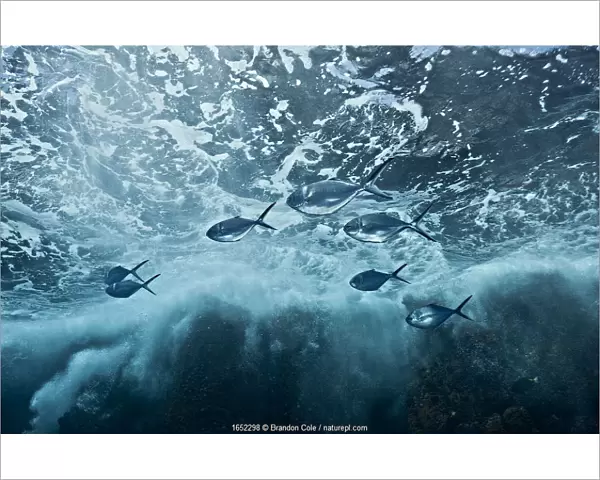 Steel pompano (Trachinotus stilbe) fish swimming under stormy seas at Roca Redonda