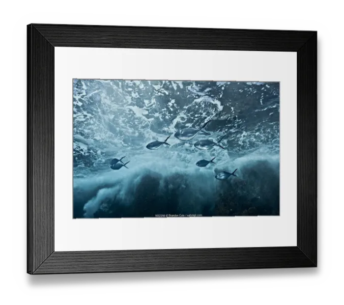 Framed Print : Steel pompano (Trachinotus stilbe) fish swimming under stormy seas at Roca Redonda Framed Print : Steel pompano (Trachinotus stilbe) fish swimming under stormy seas at Roca Redonda