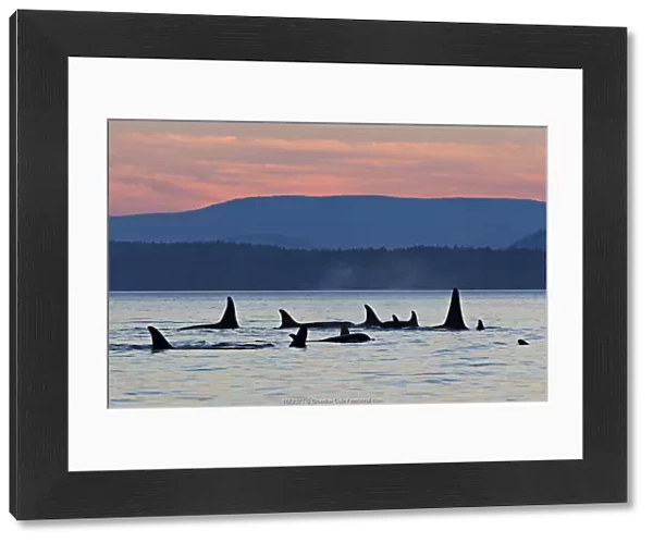 Orca whales (Orcinus orca), group of resident killer whales travelling together at dusk