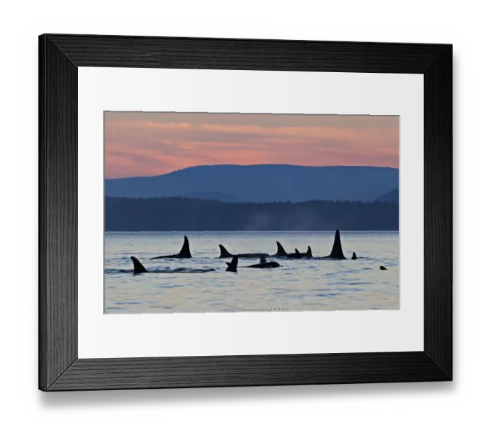 Framed Print : Orca whales (Orcinus orca), group of resident killer whales travelling together at dusk Framed Print : Orca whales (Orcinus orca), group of resident killer whales travelling together at dusk