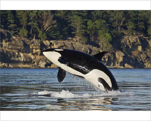Orca whale (Orcinus orca) breaching. British Columbia, Canada, Pacific Ocean