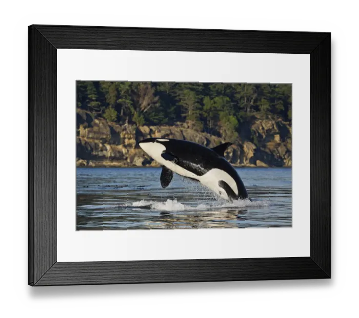 Framed Print : Orca whale (Orcinus orca) breaching. British Columbia, Canada, Pacific Ocean Framed Print : Orca whale (Orcinus orca) breaching. British Columbia, Canada, Pacific Ocean