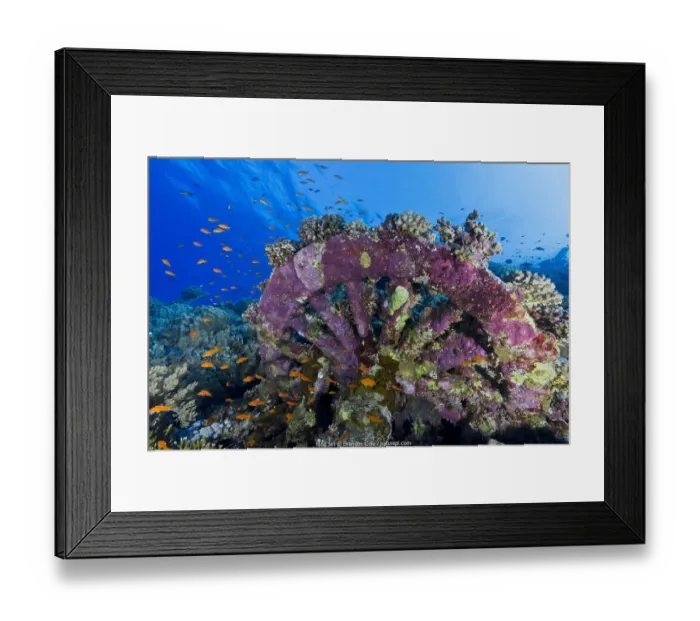 Framed Print : Railway engine wheel, part of the cargo of the shipwreck of the Numidia Framed Print : Railway engine wheel, part of the cargo of the shipwreck of the Numidia