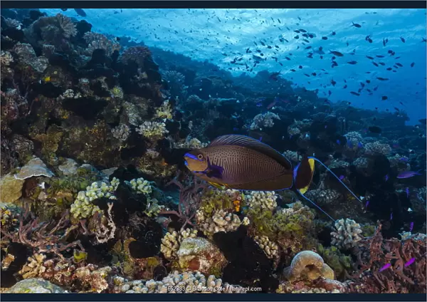 Bignose Unicornfish (Naso vlamingii), French Polynesia, Pacific Ocean
