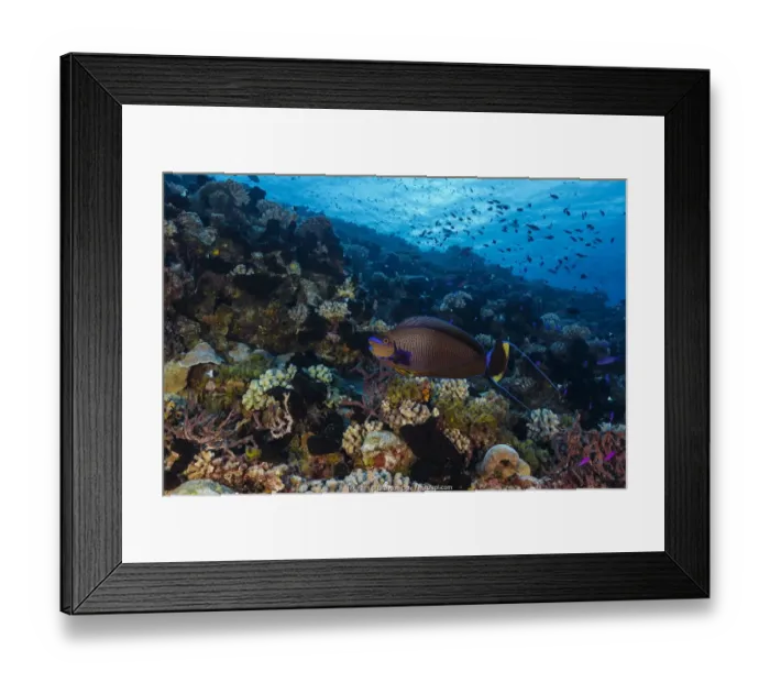 Framed Print : Bignose Unicornfish (Naso vlamingii), French Polynesia, Pacific Ocean Framed Print : Bignose Unicornfish (Naso vlamingii), French Polynesia, Pacific Ocean