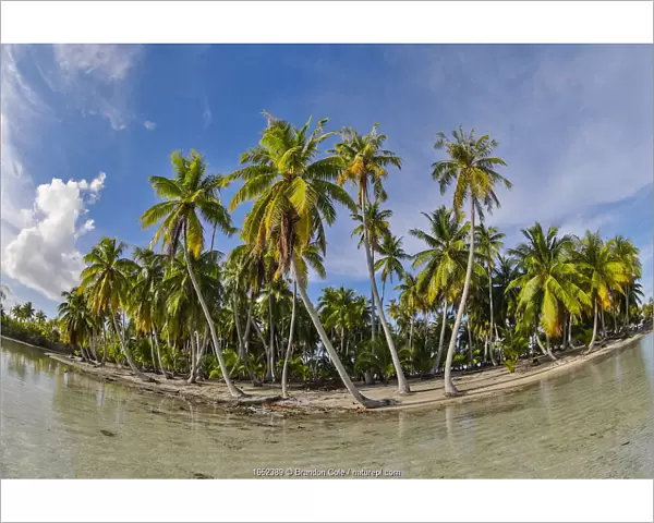 Palm trees on Rangiroa atoll, Tuamotus. French Polynesia, Pacific Ocean