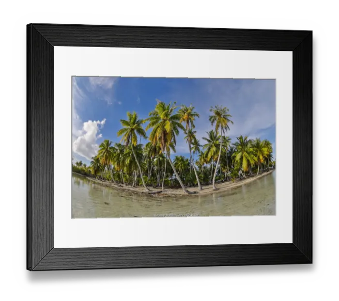 Framed Print : Palm trees on Rangiroa atoll, Tuamotus. French Polynesia, Pacific Ocean Framed Print : Palm trees on Rangiroa atoll, Tuamotus. French Polynesia, Pacific Ocean