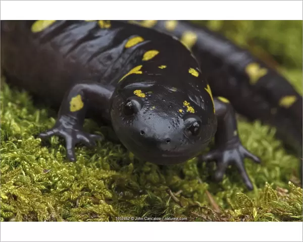 Spotted salamander (Ambystoma maculatum) New York, USA