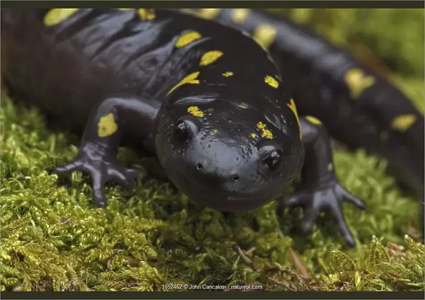 Spotted salamander (Ambystoma maculatum) New York, USA