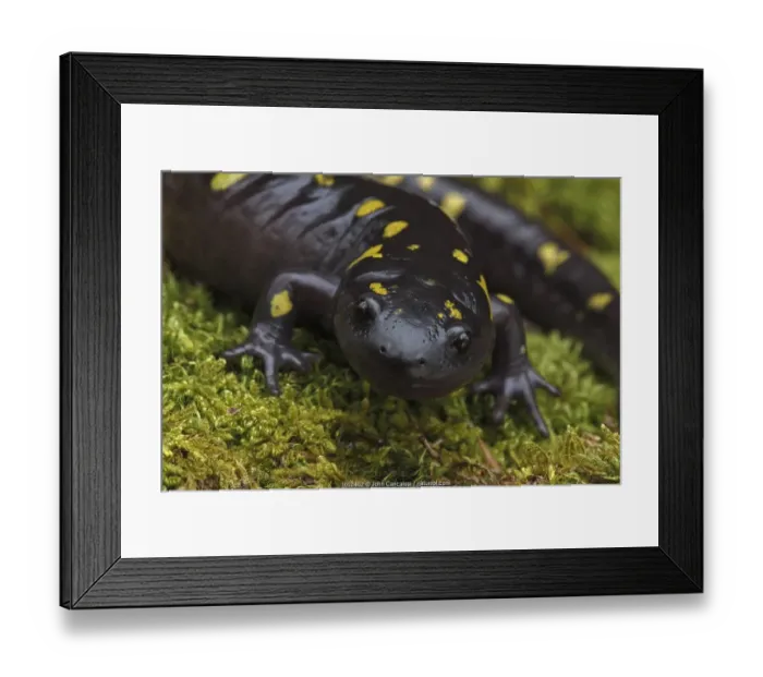 Framed Print : Spotted salamander (Ambystoma maculatum) New York, USA