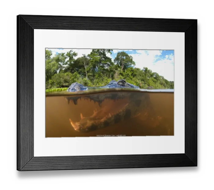 Framed Print : Spectacled caiman (Caiman yacare), split level view in the Pantanal wetlands region Framed Print : Spectacled caiman (Caiman yacare), split level view in the Pantanal wetlands region