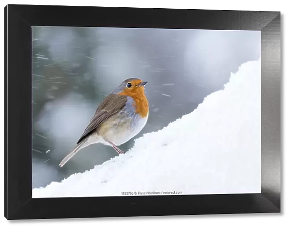 Robin (Erithacus rubecula) in snow, Broxwater, Cornwall, UK. March