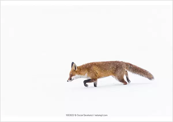 Fox (Vulpes vulpes) in snow, Londong, England, UK, January