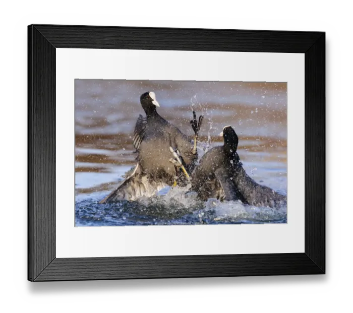 Framed Print : Eurasian coot (Fulica atra) males fighting over territory. London, England, UK. December Framed Print : Eurasian coot (Fulica atra) males fighting over territory. London, England, UK. December